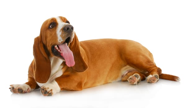 basset hound laying down with tongue out isolated on white background
