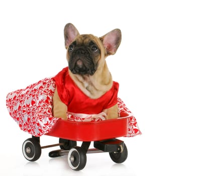 cute dog in a wagon - female french bulldog sitting in a red wagon isolated on white background