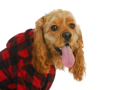 cocker spaniel wearing dog coat looking at viewer isolated on white background