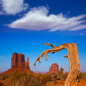 Monument Valley West and East Mittens Butte with dried branch Utah