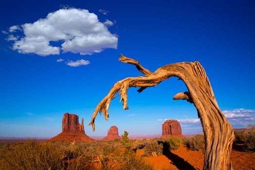 Monument Valley West and East Mittens and Merrick Butte with dried branch Utah