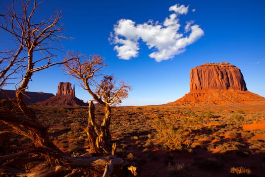Monument Valley West Mitten and Merrick Butte with dried branches Utah