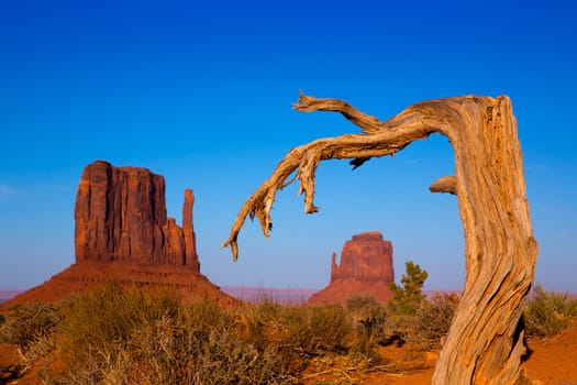 Monument Valley West and East Mittens Butte with dried branch Utah