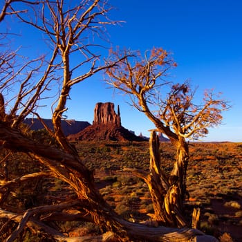 Monument Valley West Mitten Butte with dried branches Utah
