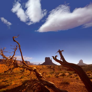 Monument West Mitten Butte in morning from dired tree branches Utah