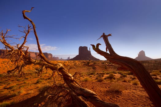Monument West Mitten Butte in morning from dired tree branches Utah