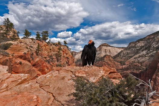 California Condor in Zion NP