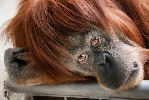 Portrait of an orangutan in close-up,with a touching look into the camera