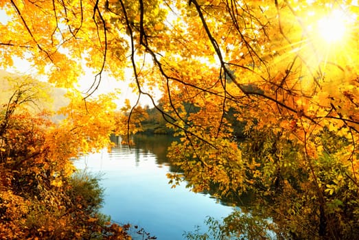 The golden sun of autumn shines through the trees on a riverbank
