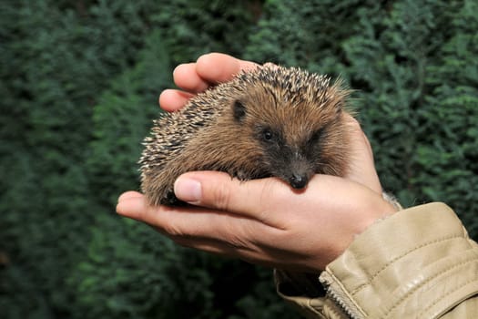 The Hedgehog