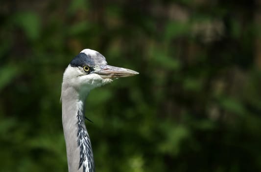 Grey heron