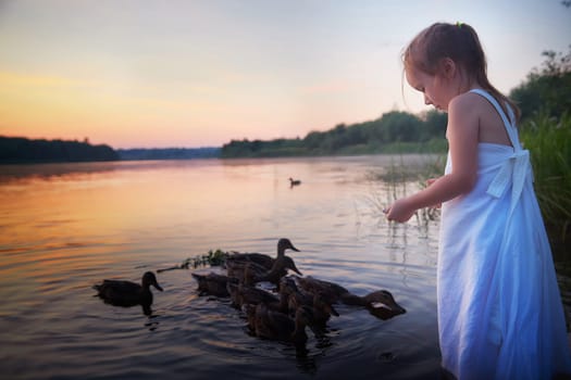 A little girl in white sundress feeds ducks in the water of a river or lake at sunset