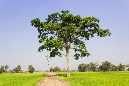A big trees in the field
