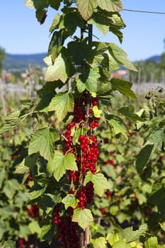 Blackcurrant bush with ripe fruits