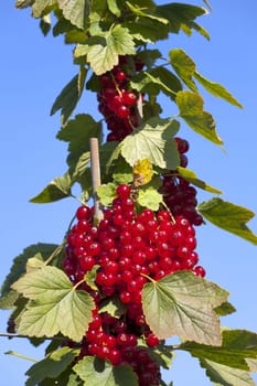 Juicy ripe currants against a blue sky