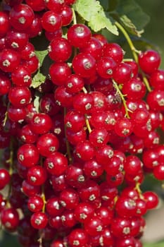 Macro image of currants in the garden