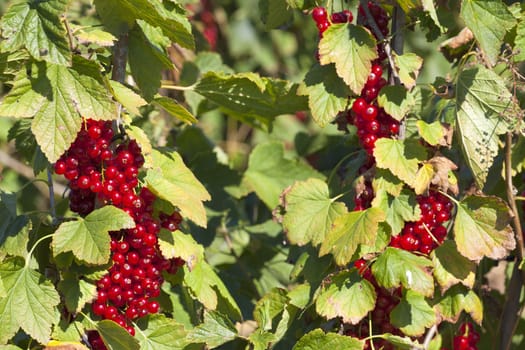 Ripe currants on the bush as a close-up