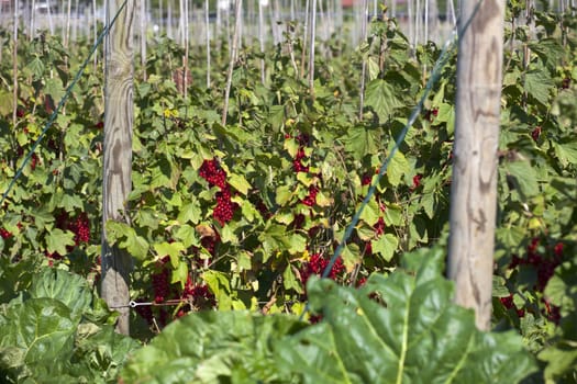 Many currant bushes in the orchard garden