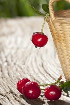 Cherry with drops of water hangs on the basket