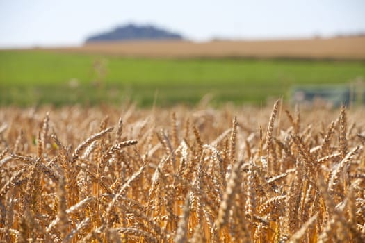 View over a grain field in summer