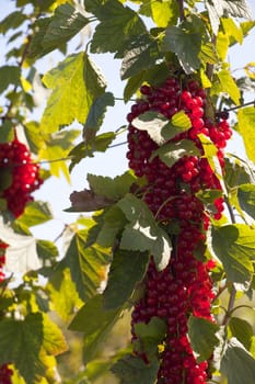 Many ripe currants before harvest