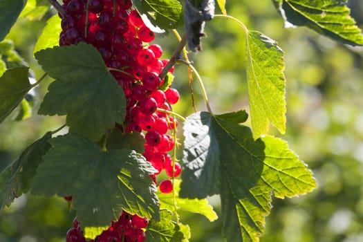 Blackcurrant bush with ripe fruits in backlight