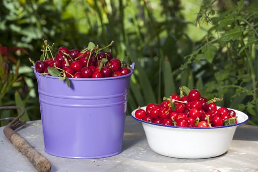 Freshly picked cherries in a bucket and a bowl
