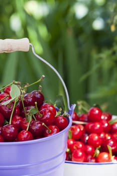 Freshly picked cherries in a bucket and a bowl