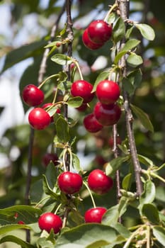 Ripe cherries on a cherry tree in the garden