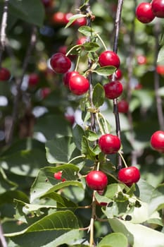 Ripe cherries on a cherry tree in the garden