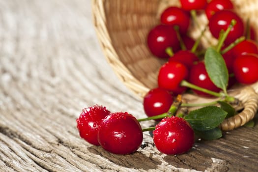Fresh cherries have fallen out of a basket