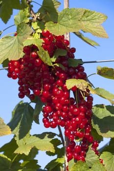 Panicle with red ripe currants in summer