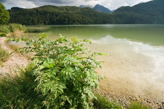 Landscape view with bush in the foreground at Weissensee in the Allgäu / Bavaria / Germany in summer 2011
