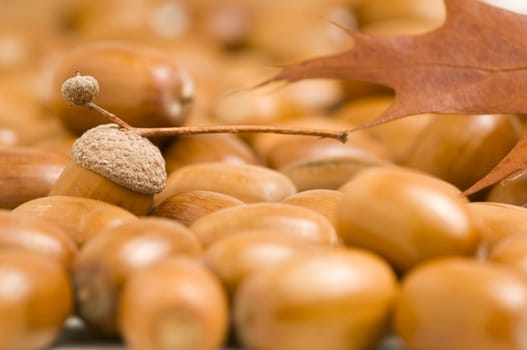 Close-up of many acorns with oak leaves lying on the ground
