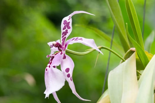 Close-up of a feathered lilac with purple dots orchid