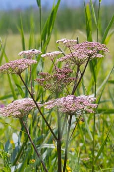 Close-up of an umbels in a grassy landscape in summer in daylight