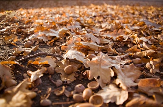 autumnal oak leaves cover floor surface as wide-angle shot