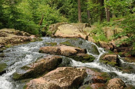 Bach in the Harz Mountains