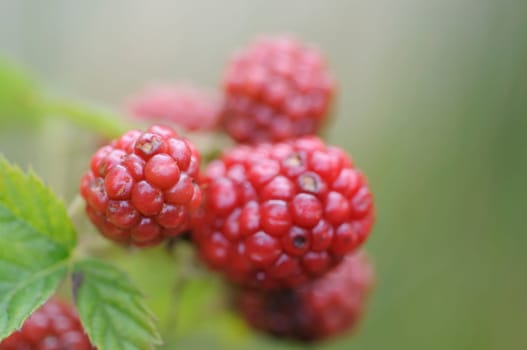 blackberries