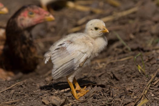 A single chicken chicken in the outdoor enclosure