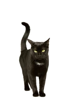 Black cat with yellow-green eyes walks towards the camera