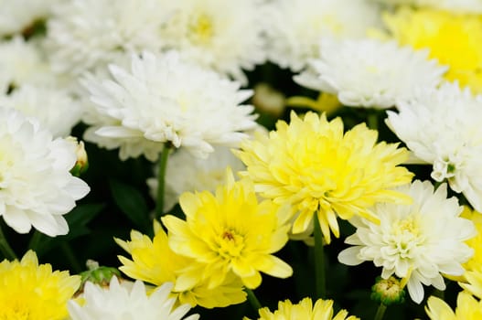 asters