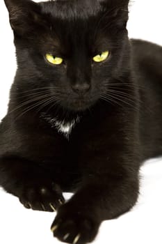 Black cat with yellow-green eyes,focus on the eyes