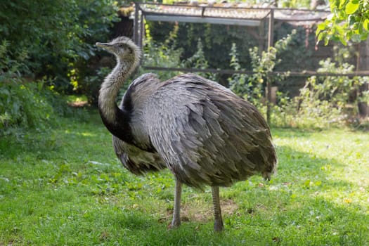 A Nandu rooster stands in a meadow and courtships