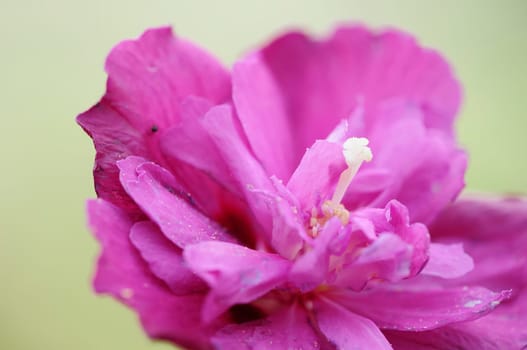 hibiscus