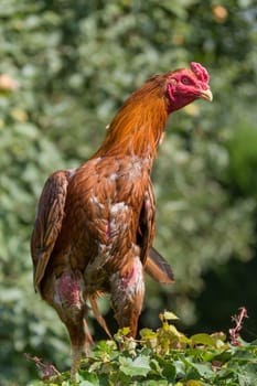 A rooster stands on a tree stump and watches out