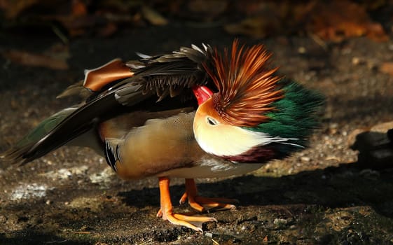 Mandarin duck