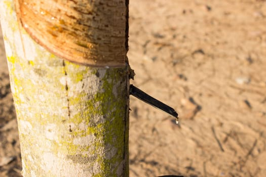 A Rubber Plantation In Thailand.