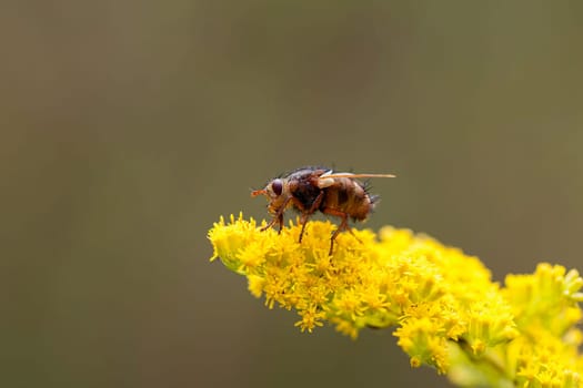 Hedgehog fly - Tachina fera in food intake - macro intake
