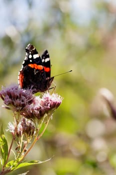 Admiral - Vanessa atalanta collecting nectar - macro image